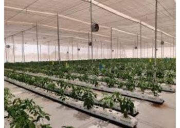 Brio Hydroponics