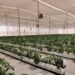 Brio Hydroponics